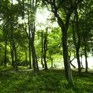 5 Major Benefits of Trees