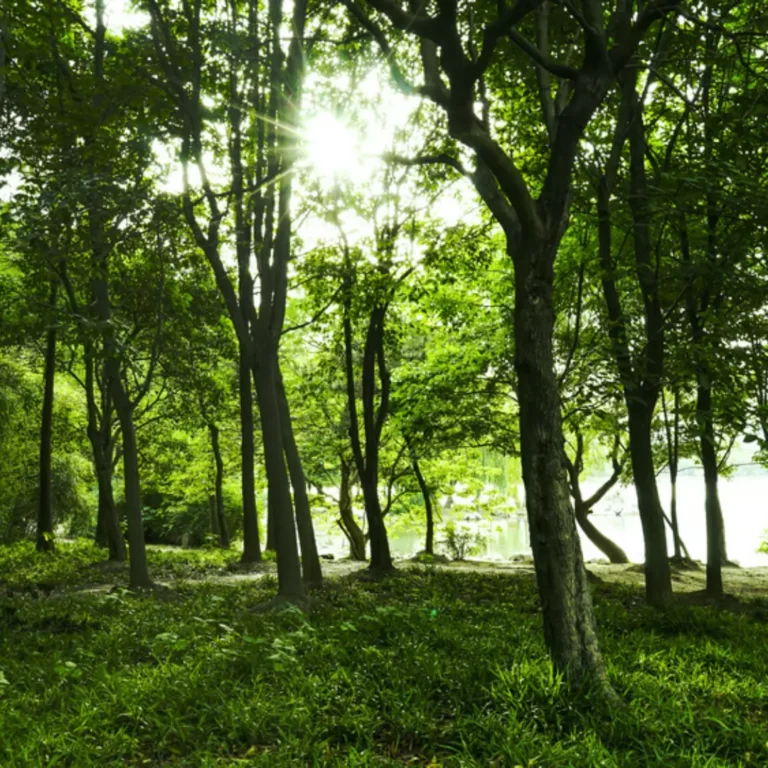 5 Major Benefits of Trees