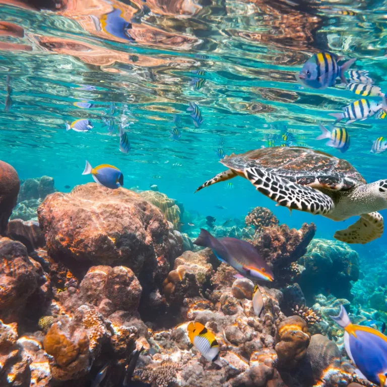 A Letter to the Oceans in 2030