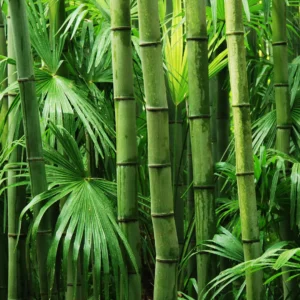 We Plant One Tree Per Day